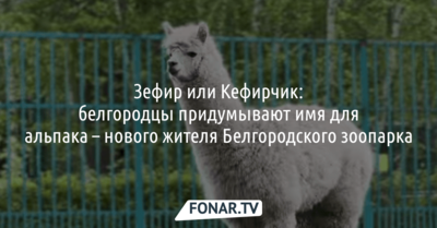 Зефир или Кефирчик: белгородцы придумывают имя для альпака — нового жителя белгородского зоопарка