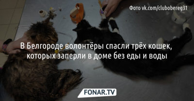 В Белгороде волонтёры спасли трёх кошек, которых заперли в доме без еды и воды