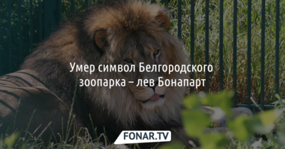 Умер символ Белгородского зоопарка — лев Бонапарт