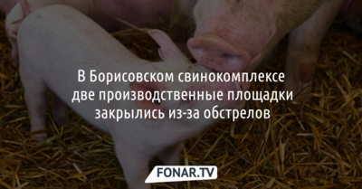 В Борисовском свинокомплексе две производственные площадки закрылись из-за обстрелов