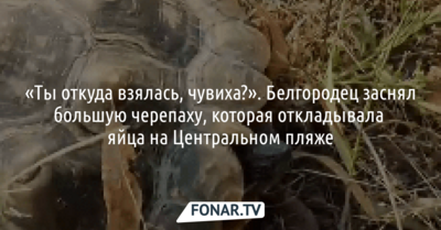 Белгородец заснял большую черепаху, которая откладывала яйца на Центральном пляже