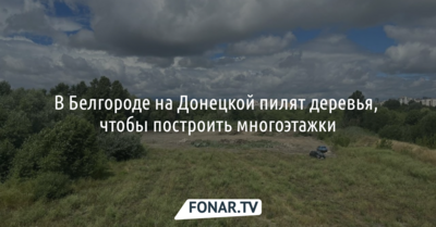 В Белгороде на Донецкой пилят деревья, чтобы построить многоэтажки