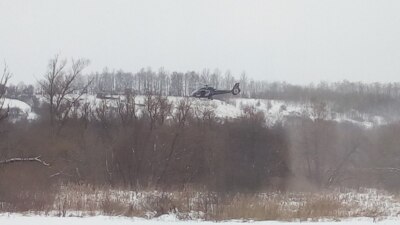 В Белгородской области диких кабанов отстреливают с вертолётов