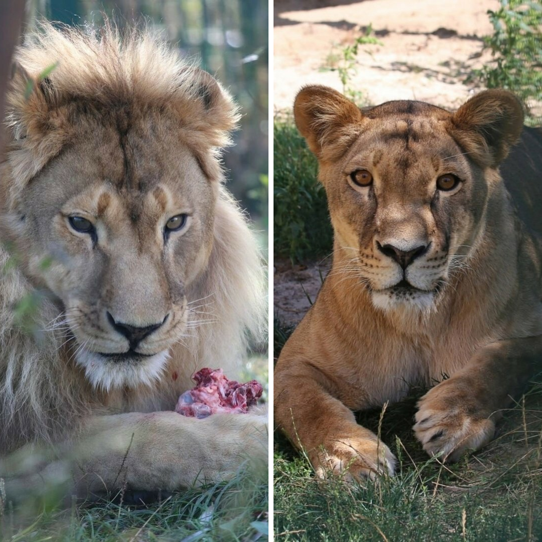 В белгородском зоопарке впервые родились львята