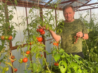 Белгородский чиновник экспериментирует с помидорами