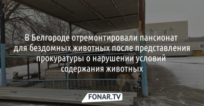 В Белгороде отремонтировали пансионат для бездомных животных. Но только после вмешательства прокуратуры