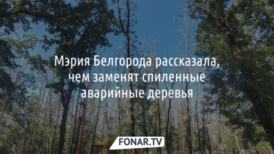 Мэрия Белгорода рассказала, чем в городе заменят спиленные аварийные деревья