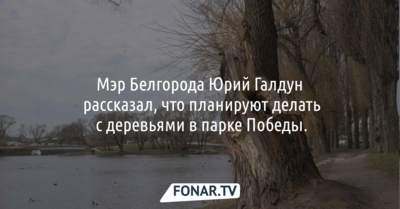 Мэр Белгорода Юрий Галдун рассказал, что планируют делать с деревьями в парке Победы