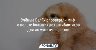 Учёные БелГУ опровергли миф о пользе больших доз антибиотиков для иммунитета цыплят
