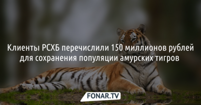 Клиенты РСХБ перечислили 150 миллионов рублей для сохранения популяции амурских тигров [реклама] 