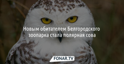 Новым обитателем Белгородского зоопарка стала полярная сова