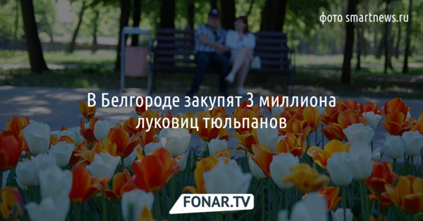 В Белгороде закупят 3 миллиона луковиц тюльпанов 