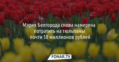 Мэрия Белгорода снова намерена потратить на тюльпаны почти 50 миллионов рублей