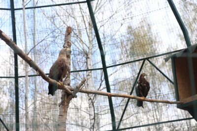 В новом белгородском зоопарке изменили стоимость входного билета 