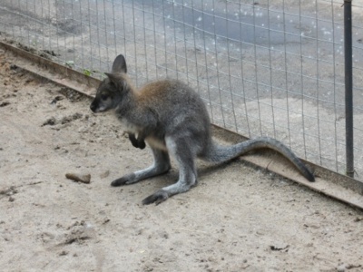 В Белгородский зоопарк привезли кенгурёнка Беннетта