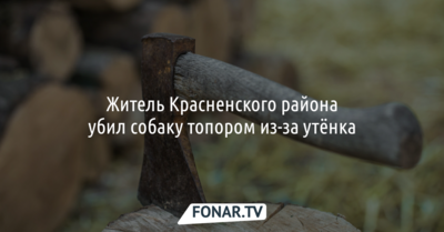 Белгородец убил собаку топором и заплатит за это штраф — шесть тысяч рублей 