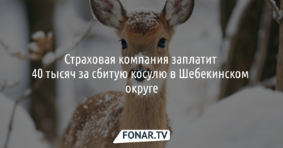 Страховая компания заплатит 40 тысяч рублей за сбитую косулю в Шебекинском округе