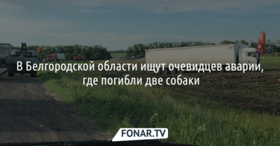 В Белгородской области ищут очевидцев аварии, где погибли две собаки