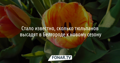 Стало известно, сколько тюльпанов высадят в Белгороде к новому сезону