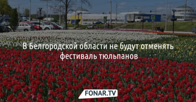 В Белгородской области не будут отменять фестиваль тюльпанов
