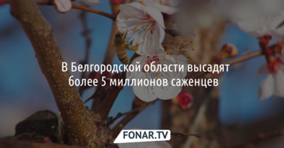 ​В Белгородской области высадят более 5 миллионов саженцев