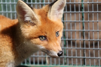 В белгородском зоопарке впервые родился лисёнок