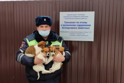 В Белгородской области сотрудники ДПС спасли брошенных на холоде щенков [видео]