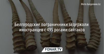 Белгородские пограничники задержали иностранцев с 495 рогами сайгаков