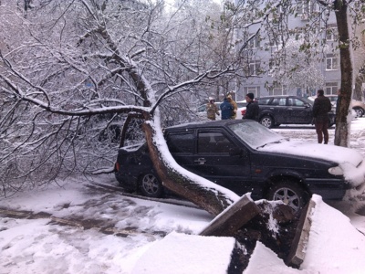 В Белгороде во время непогоды дерево упало на автомобили