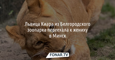 Львица Киара из Белгородского зоопарка переехала к жениху в Минск