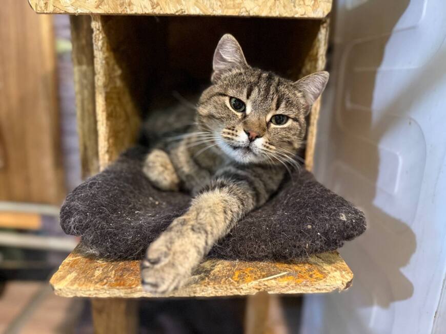 Хостел — не значит хоспис. Как живёт кошачий приют в Белгороде?