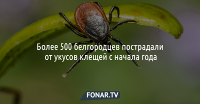 Клещи покусали больше 500 белгородцев