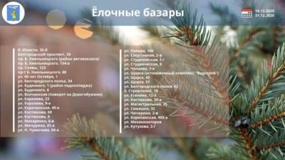 Где в Белгороде в 2020 году купить ель к Новому году?