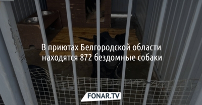 В приютах Белгородской области находятся 872 бездомные собаки