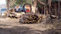 Во время строительных работ спилили часть деревьев, фото Евгения Плешкова
