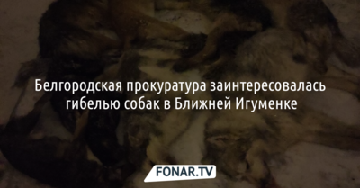 Белгородская прокуратура заинтересовалась гибелью собак в Ближней Игуменке