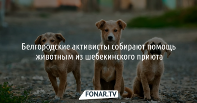 Белгородские активисты собирают помощь животным из шебекинского приюта