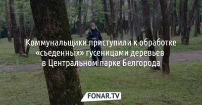 Коммунальщики приступили к обработке «съеденных» гусеницами деревьев в Центральном парке Белгорода