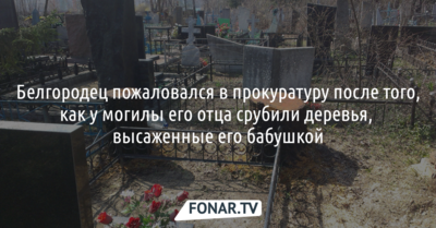 Белгородец пожаловался в прокуратуру после того, как у могилы его отца срубили деревья, высаженные его бабушкой