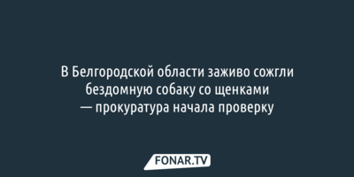 В Белгородской области заживо сожгли бездомную собаку со щенками — прокуратура начала проверку