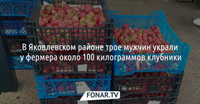 В Яковлевском районе трое мужчин украли у фермера около 100 килограммов клубники
