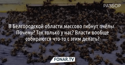 В Белгородской области массово гибнут пчёлы. Почему? Так только у нас? Власти вообще собираются что-то с этим делать? [разбор]