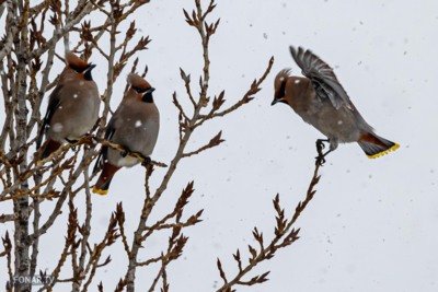 Свиристели в Белгороде тоже не рады морозу [фото]