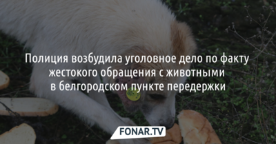 Полиция возбудила уголовное дело по факту жестокого обращения с животными в белгородском пункте передержки