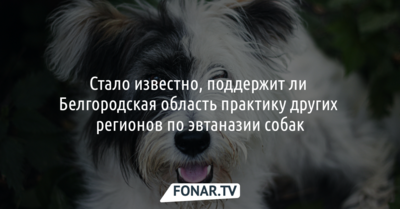 Белгородская область не намерена вводить практику эвтаназии бездомных собак