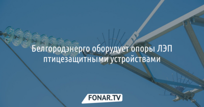 В Белгородской области на опорах линий электропередачи установят птицезащитные устройства