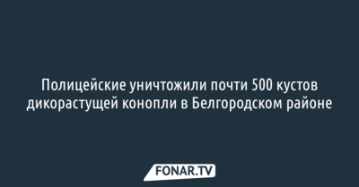 Полицейские уничтожили почти 500 кустов дикорастущей конопли в Белгородском районе