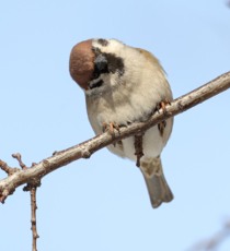 Они за нами наблюдают! Пернатые в Белгороде переживают морозы и следят за прохожими [фото]