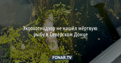 Экоохотнадзор не нашёл мёртвую рыбу в Северском Донце под Белгородом