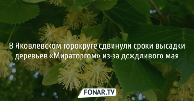 В Яковлевском горокруге сдвинули сроки высадки деревьев «Мираторгом» из-за дождливого мая